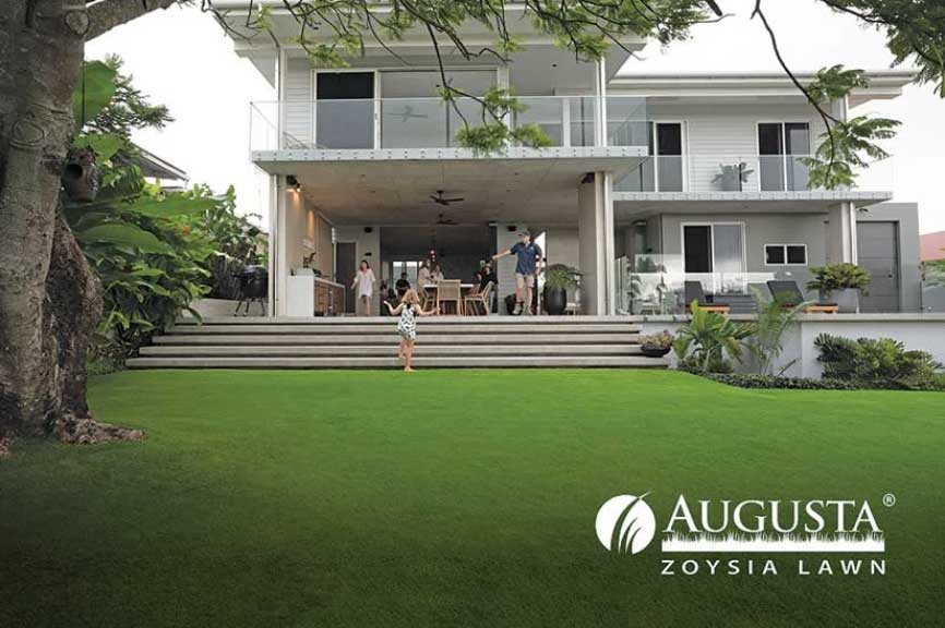 Augusta Zoysia