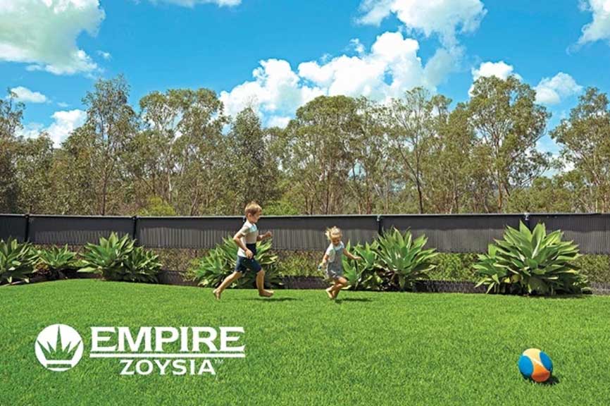 Empire Zoysia