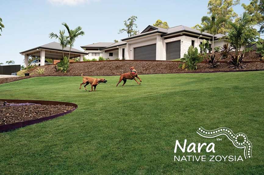 Nara Native Zoysia