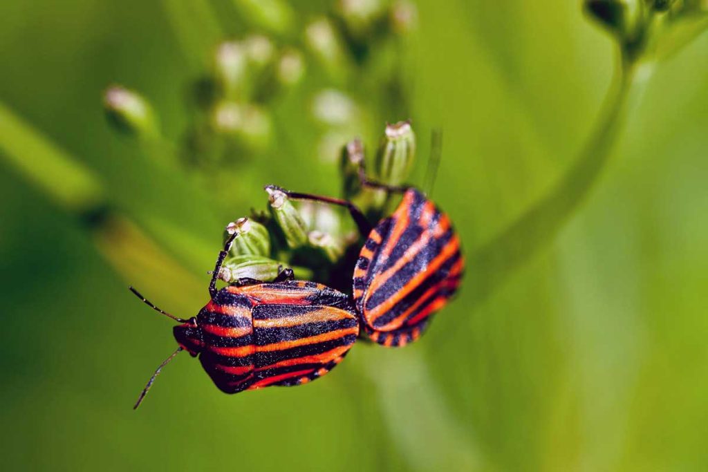 Are Bugs Eating Your Lawn’s Lunch?