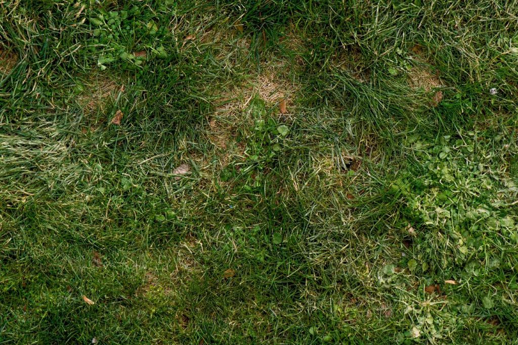 Bald Spots Ruining Your Lawn’s Look?