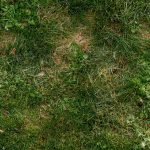 Bald Spots Ruining Your Lawn’s Look?