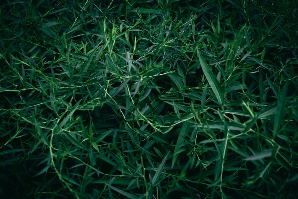 Don’t Fall for These Lawn Lies!