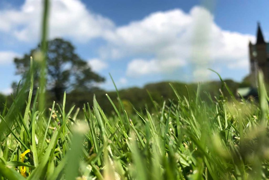 Don’t Pick a Lawn That’ll Flop in Brissy Heat!