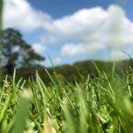 Don’t Pick a Lawn That’ll Flop in Brissy Heat!