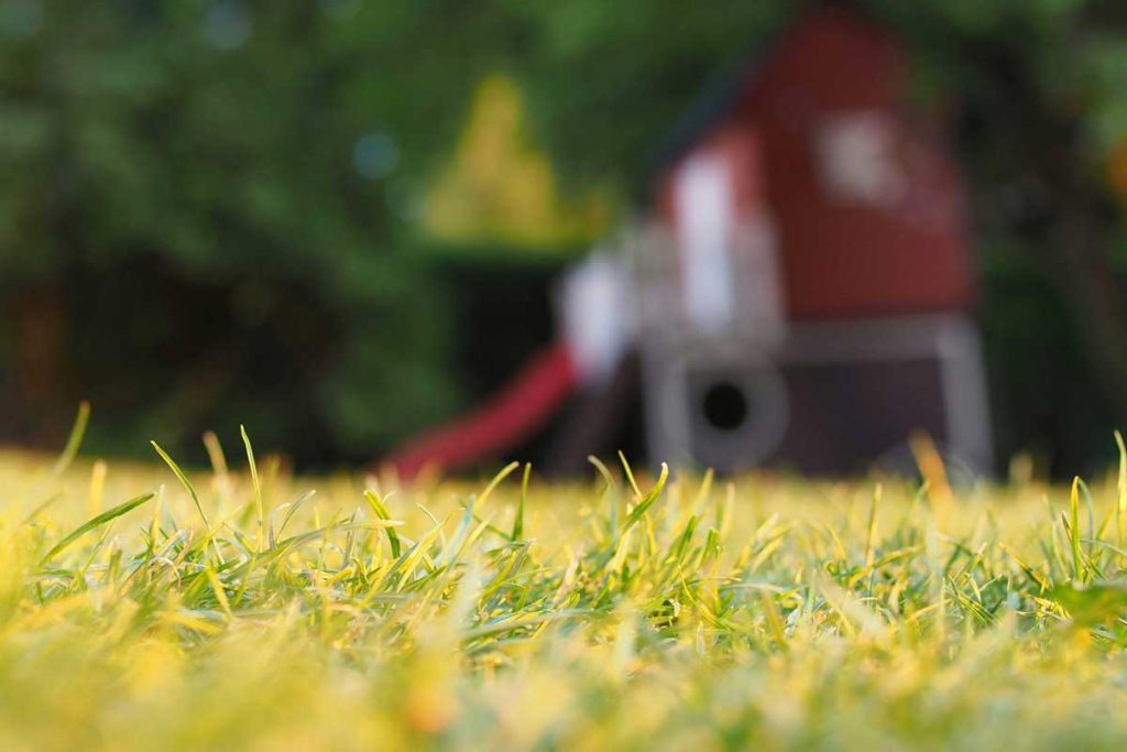 Dry Spell? Your Lawn Can Still Thrive!