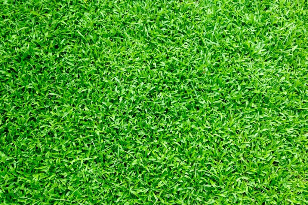 Go Green with a True-Blue Aussie Lawn!