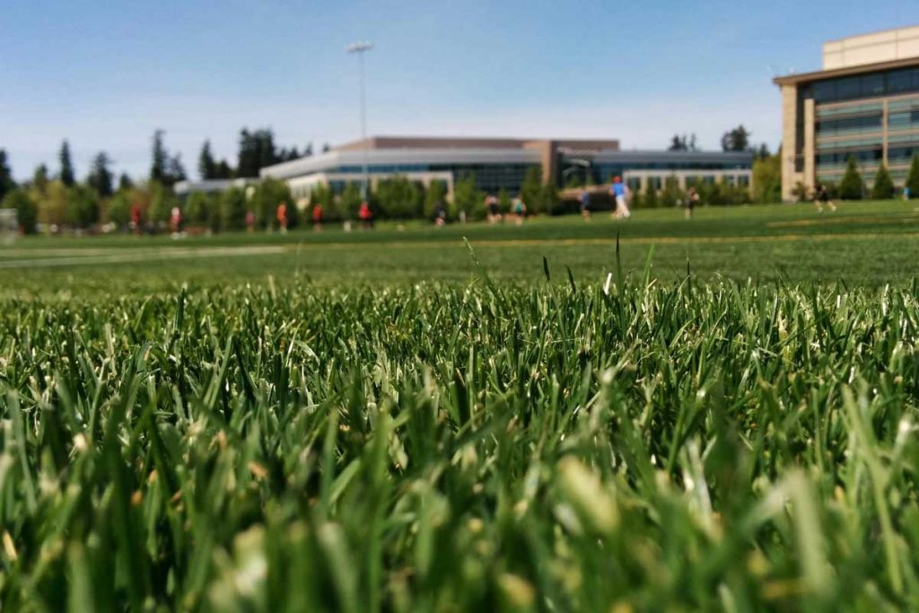 How One Grass Became Brisbane’s Backyard King!