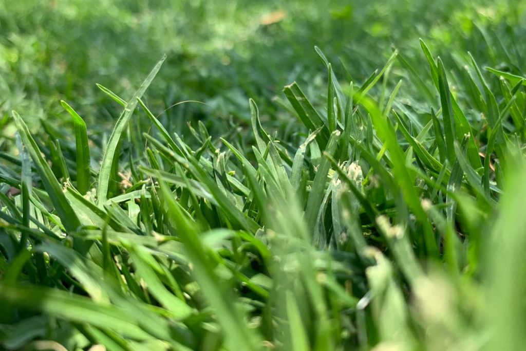 Is Your Lawn Gasping for Air?