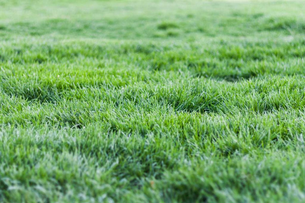 Is Your Lawn Hungry for a Feed?