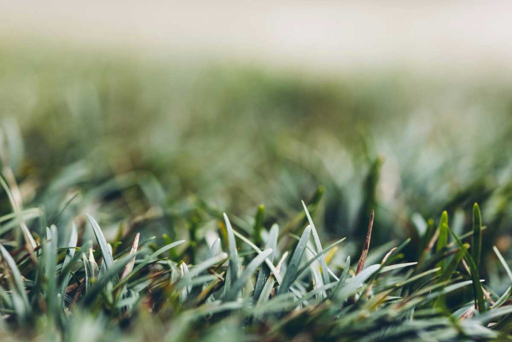 Keep Your Lawn Happy Through Every Season!