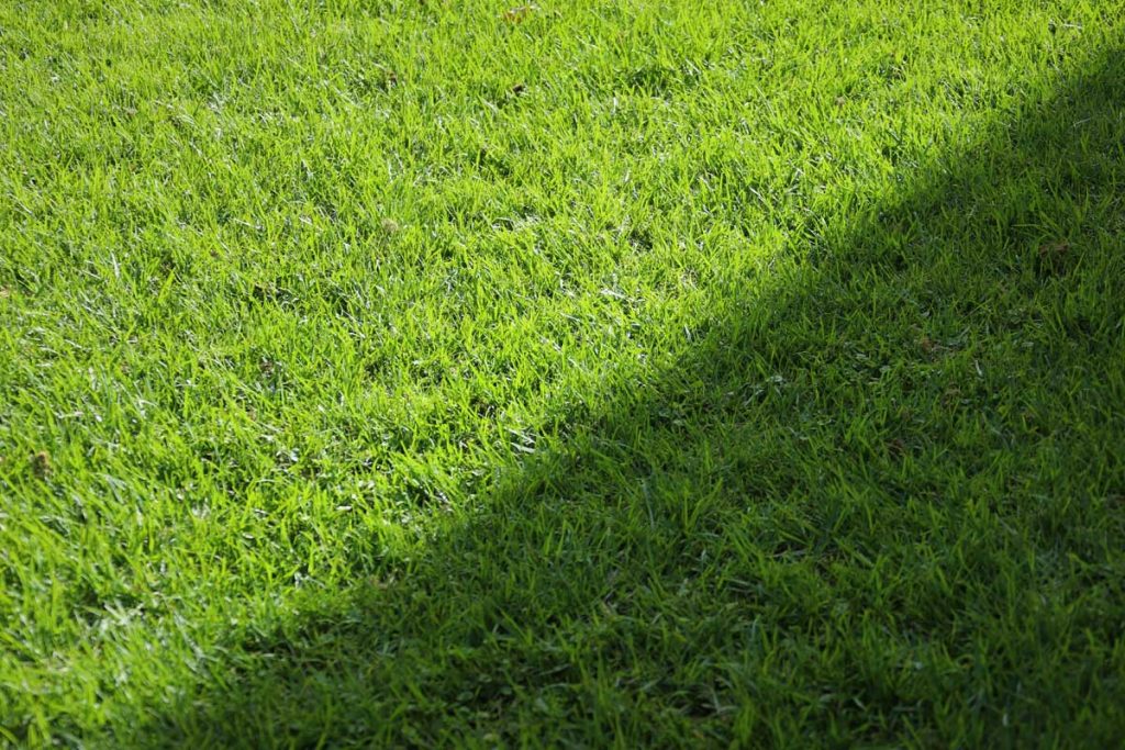 Shady Yard? This Turf’s Got You Covered!
