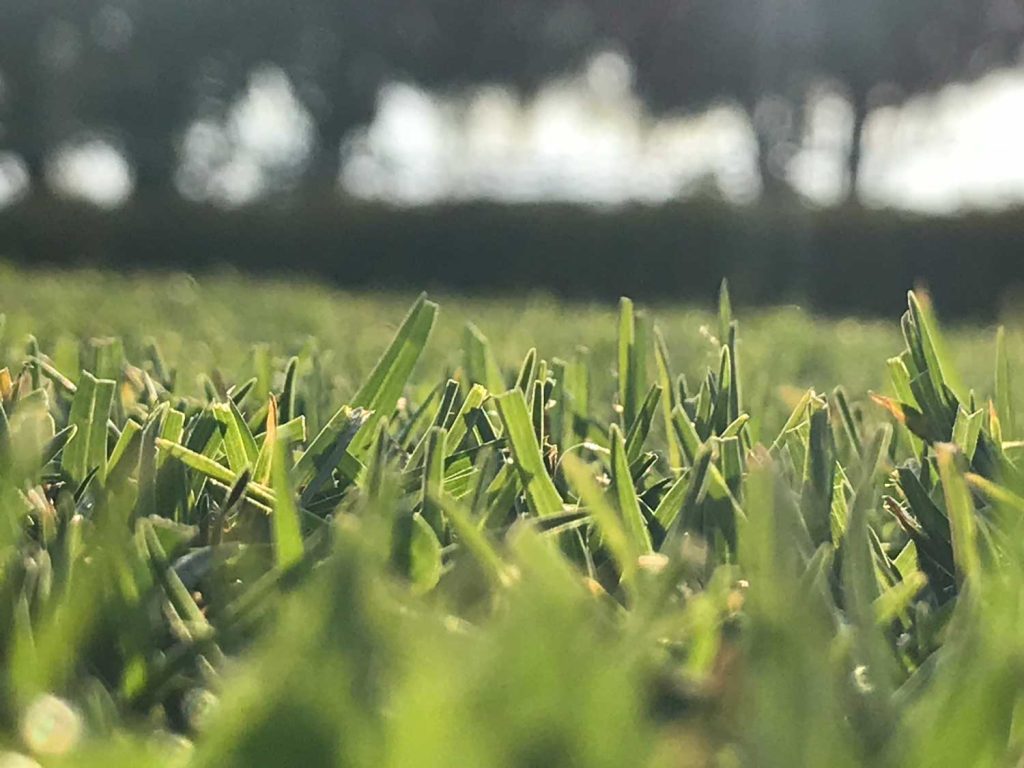 Sir Walter Buffalo Grass