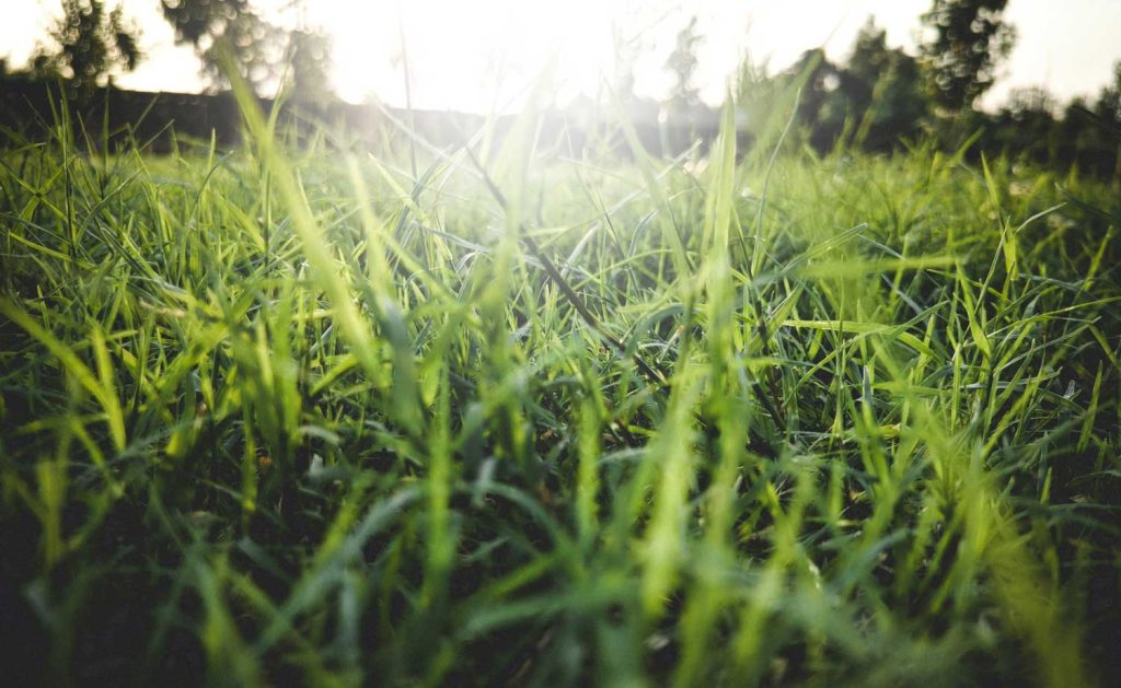 brisbane turf