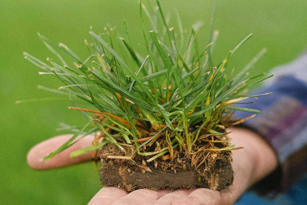 Variety Is the Spice of Your Lawn: Top Turf Choices for Brisbane
