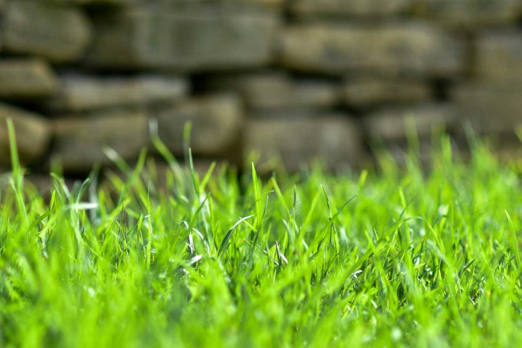 Want a Lawn That Practically Looks After Itself?