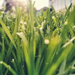 Which Turf Will Win Your Backyard Crown?