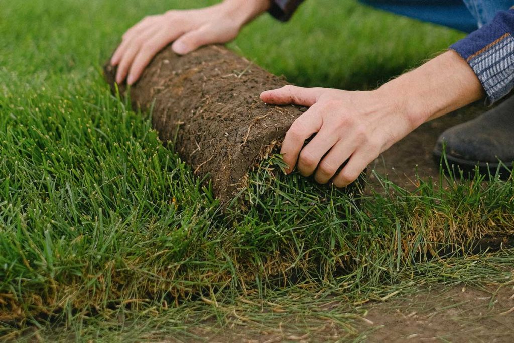 Zoysia Face-Off: Which One Wins for Your Yard?
